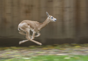 Dama Gazelle