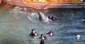 dolphinslaughter2