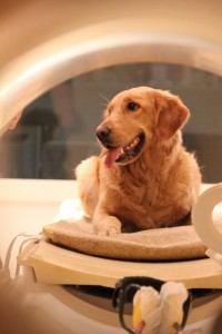 dogmri2