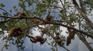 mammals-origin-3ac2aaba.jpg.716x398_q90_box-0,15,3000,1685_crop_detail