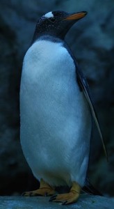 penguinchick2