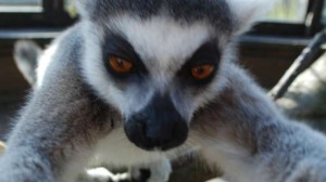 Bekily-the-Ring-Tail-Lemur-Snaps-a-Selfie-(c)ZSL-London-Zoo-(2)