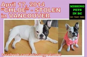 chloe-stolen-black-and-white-french-bulldog-in-vancouver-1024x679