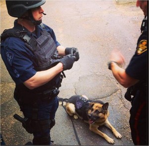 policedog