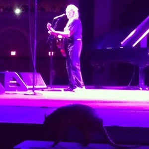 willienelsonarmadillo