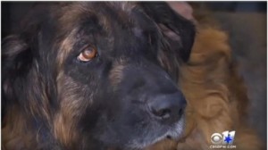 close-up-sid-the-dog-380x213