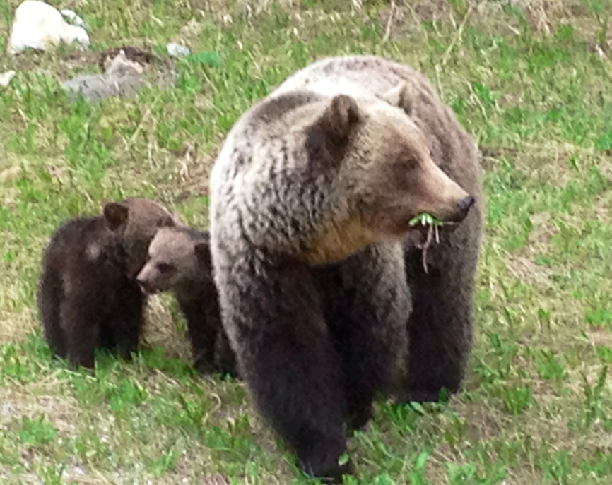 grizzlymomwithcubs