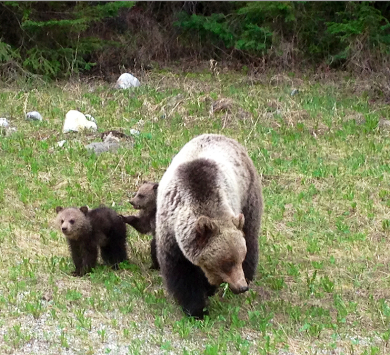 grizzlymomwithcubs2