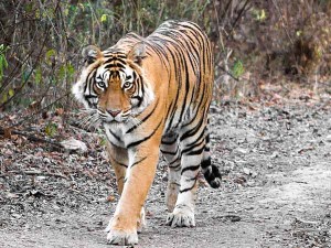 indian-tiger