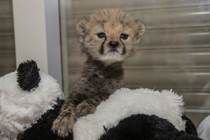 CheetahCub