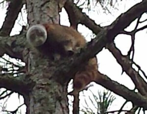 os-raccoon-peanut-butter-jar-pictures-002