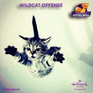 KittenBowl2