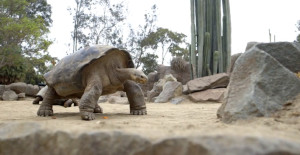 TortoiseGalapagos2