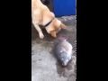 doghide fishes2