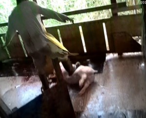 stepping-on-pig-2-495x400