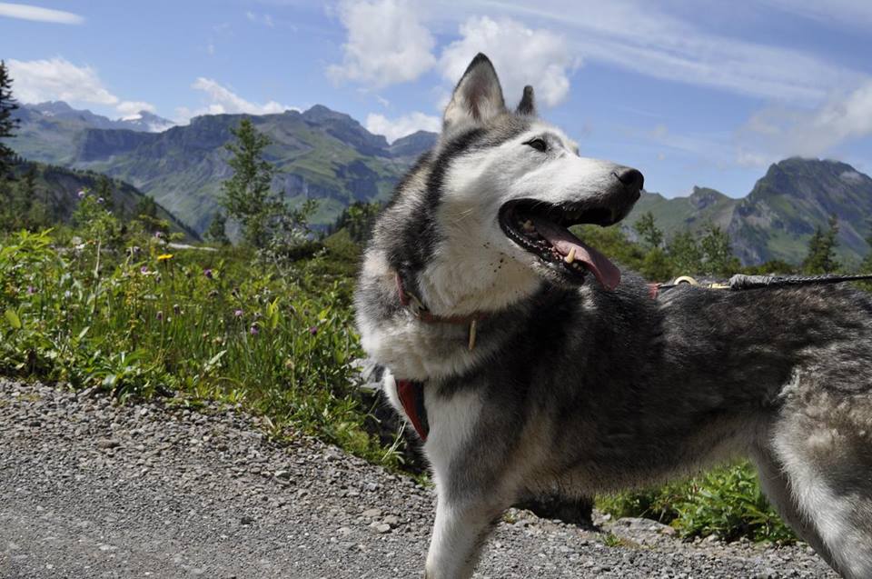 huskylodgemuoatathal4