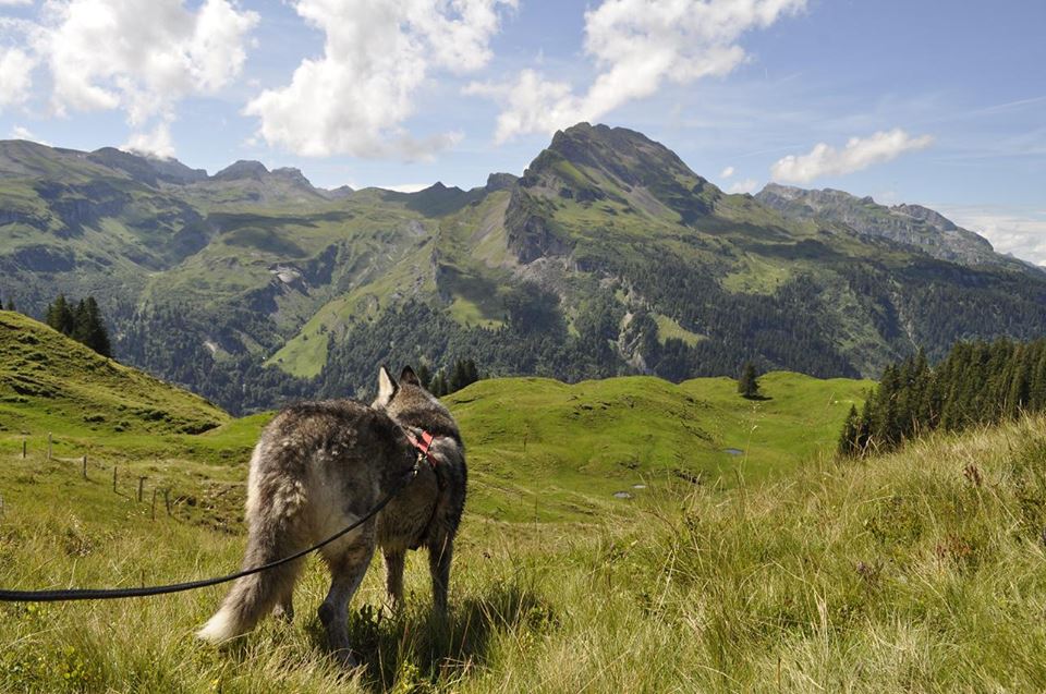 huskylodgemuotathal3