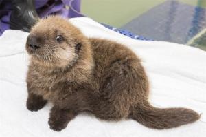 babyseaottershedd2
