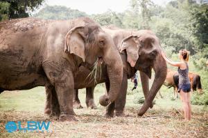 elephantsLBWTRAVEL