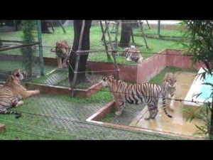 tigerkingdom
