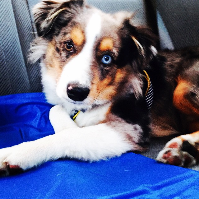 OakleyFrozensingingdog