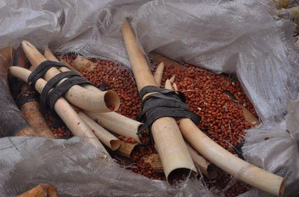 Operation-PAWS-Vietnam