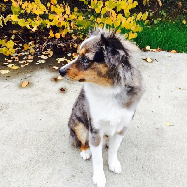 oakleyfrozensingingdog3