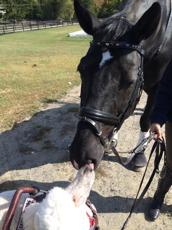 sydneycollierjourney2