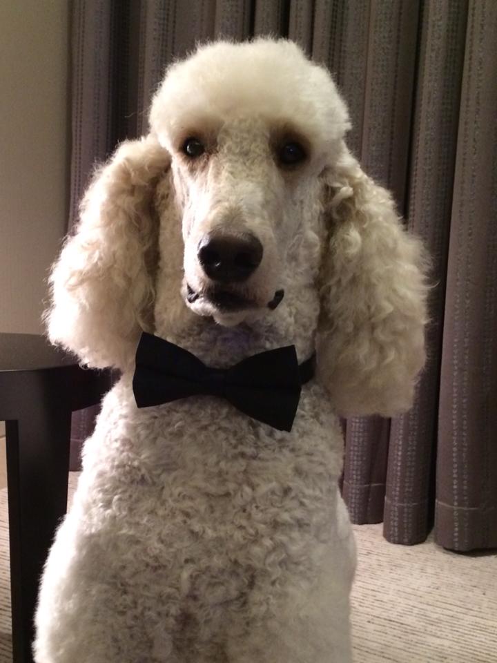 sydneycollierjourneybowtie