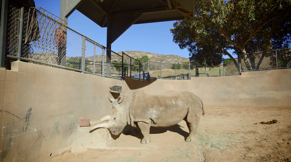 whiterhinoSanDiego1