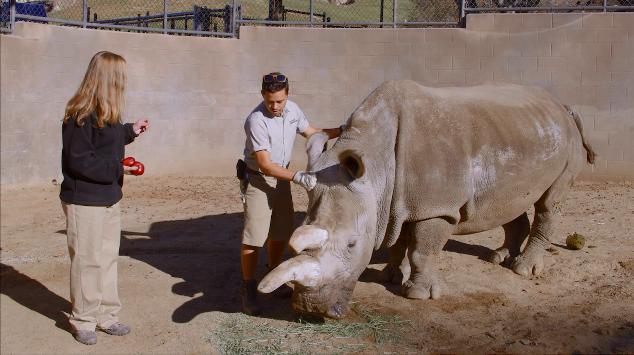 whiterhinoSanDiego3