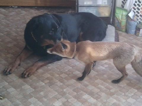 foxandrottweiler