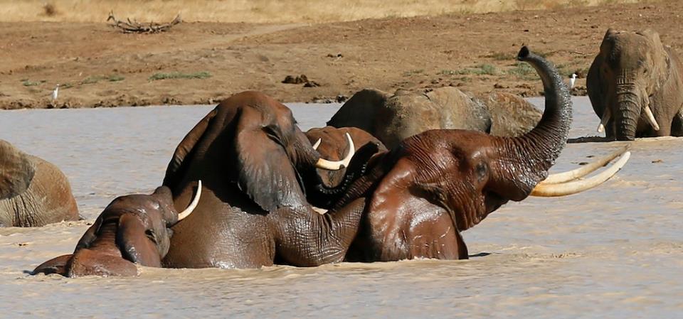 The Tsavo Trust/Facebook