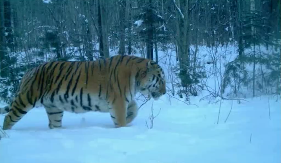 Amur tiger male/Wildlife Conservation Society