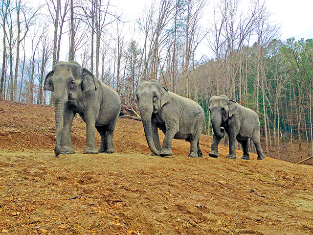 The Elephant Sanctuary of Tennessee/Liz, Billie & Frieda, Jan. 2014