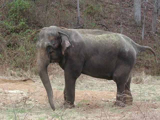 The Elephant Sanctuary of Tennessee