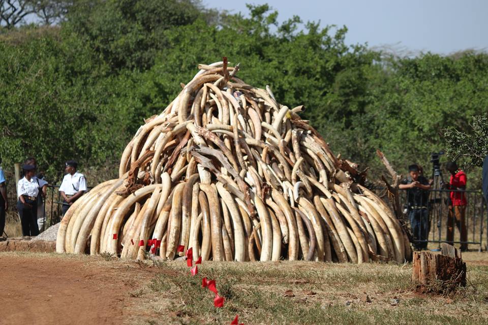 ivorytusksBornFreeFoundation