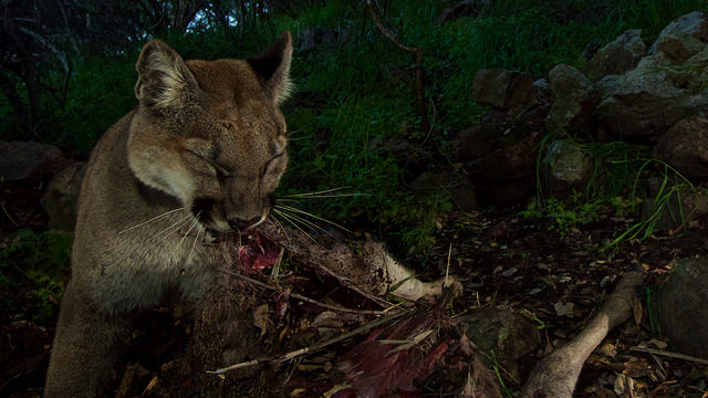 mountainlionsantamonica12