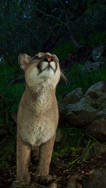 mountainlionsantamonica15