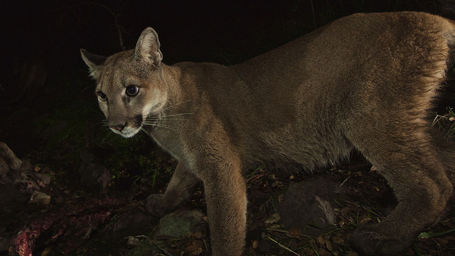 mountainlionsantamonica4