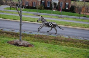 zebra running1