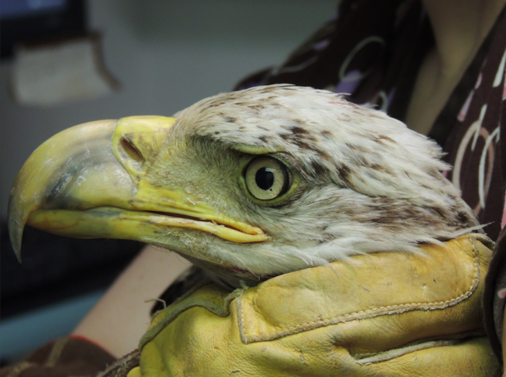 baldeaglevirginiacenter