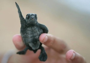 11269651_974463372577580_8129998002347791031_n