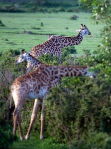 giraffebrokenneck2