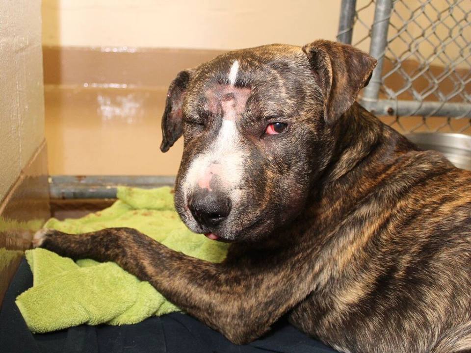 maximilianSanFranSPCA