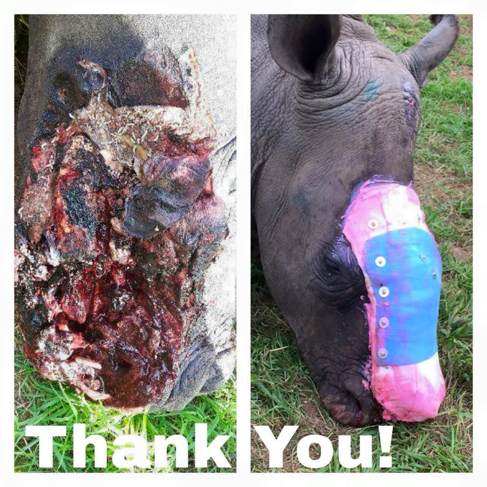 rhinobeforeandaftersavingthesurvivors