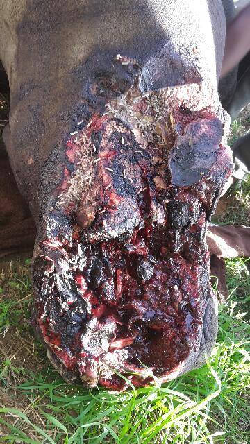 rhinodisfiguredsavingthesurvivors