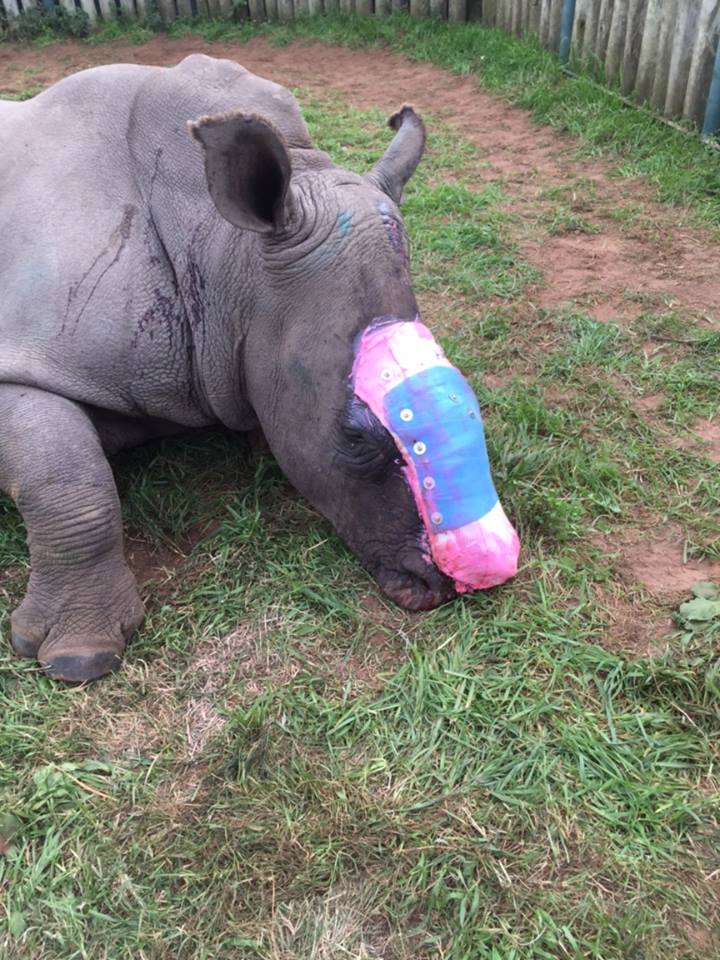 rhinosavingthesurvivors