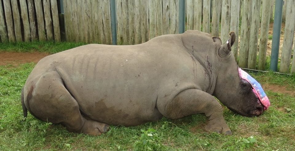 rhinosavingthesurvivorsmay20