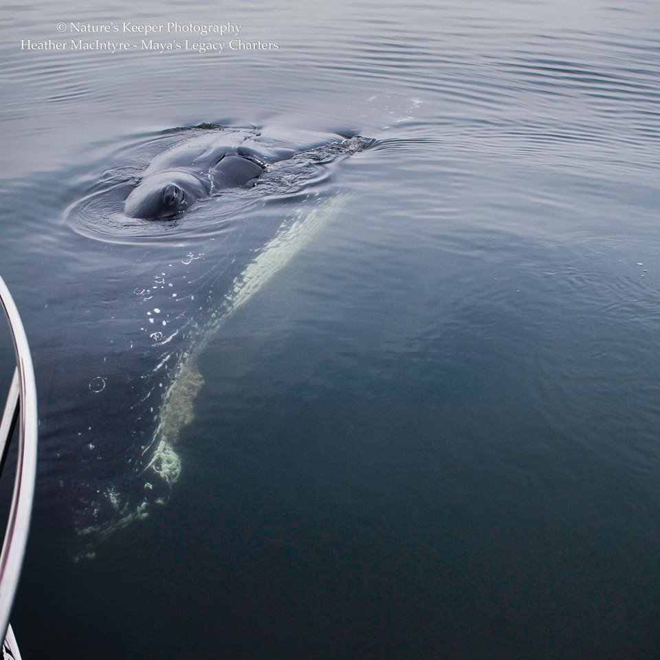 windyHeatherMacInytreWhale
